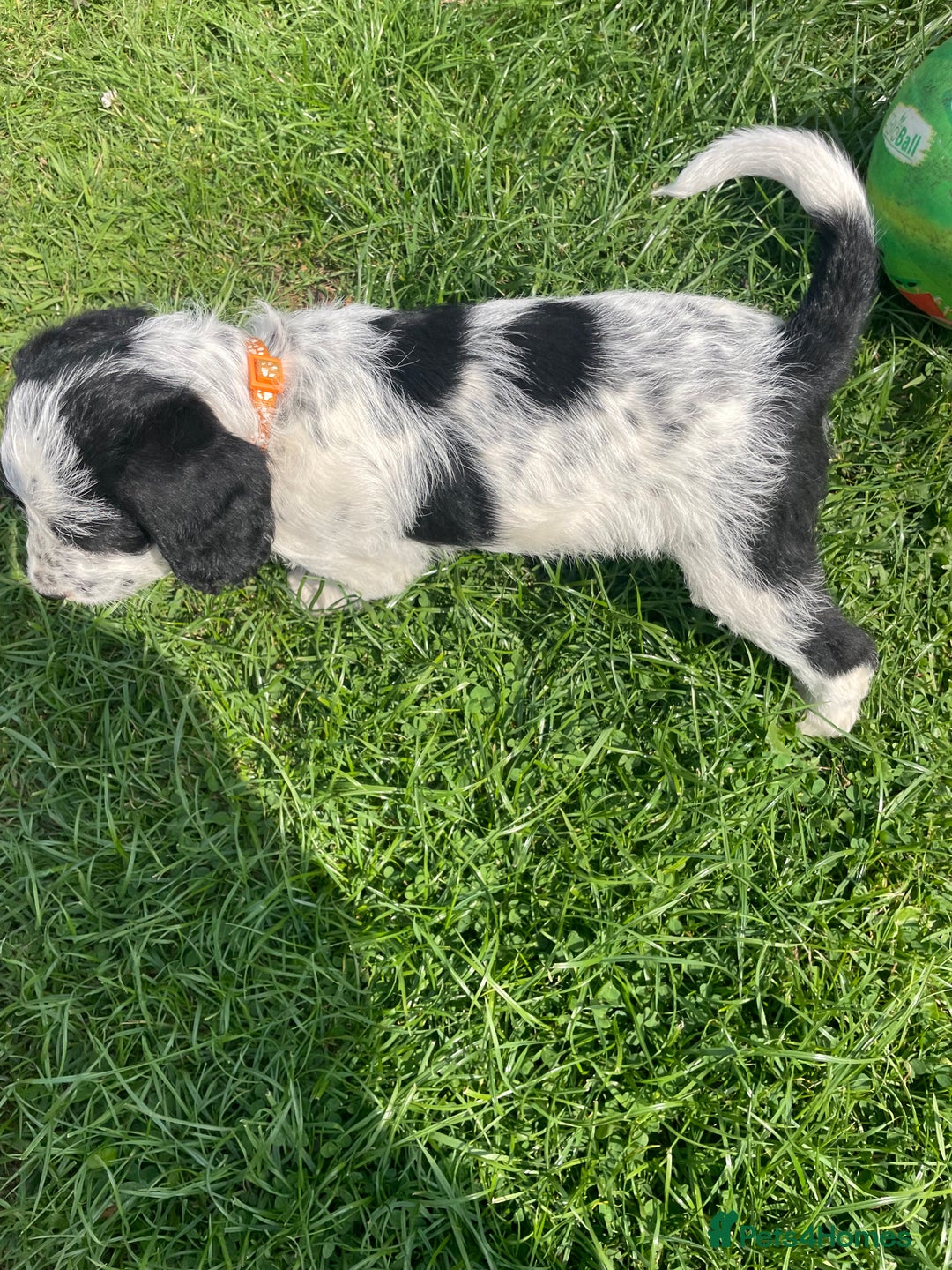 Mixed Breed dogs for sale: Last girl Ready to go Rare Dalmadoodle puppies 🏡 - Image 18