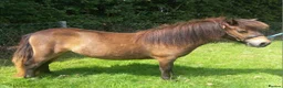 Shetland pony horses for sale: Registered miniature Shetland filly  - Advert 1