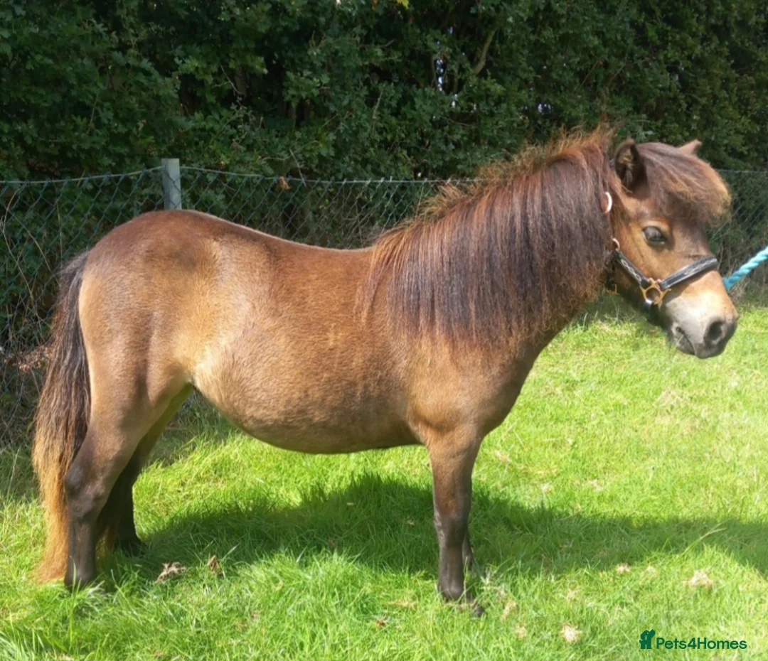 Shetland pony horses for sale: Registered miniature Shetland filly  - Advert 1