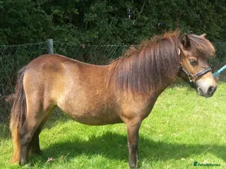 Shetland pony horses Registered miniature Shetland filly - Advert 1