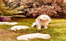 Clumber Spaniel dogs for sale: 3/4 clumber 1/4 cocker spaniel pups - Image 11