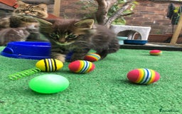 Maine Coon cats for sale: Maincoon kittens ready now  - Image 17