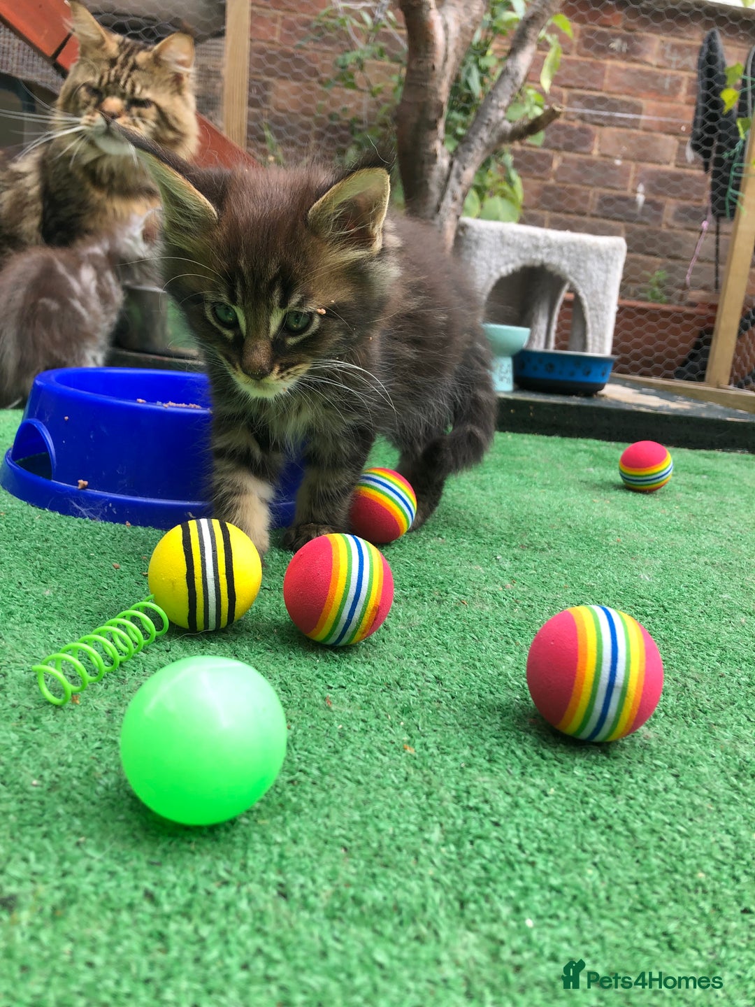 Maine Coon cats for sale: Maincoon kittens ready now  - Image 17