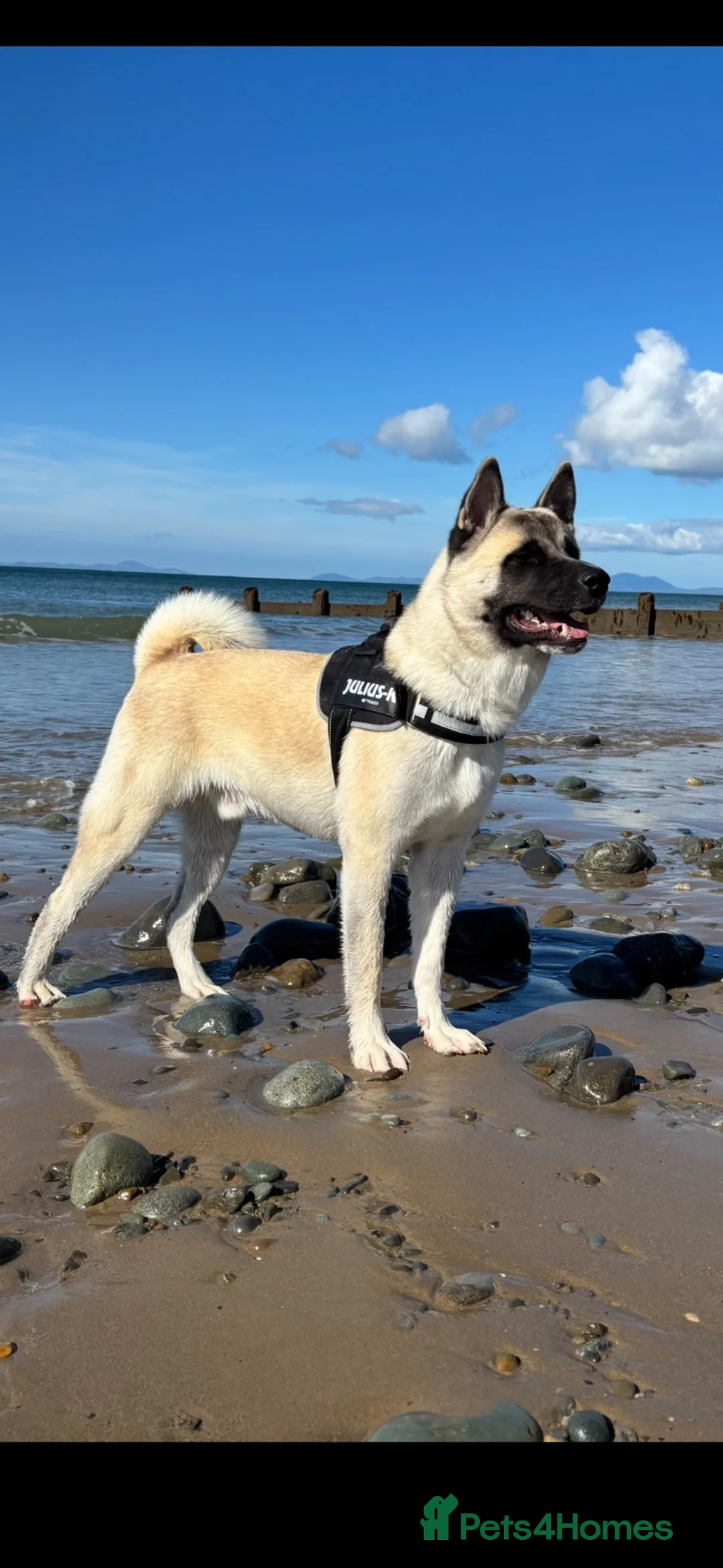 Akita dogs for sale: King is looking for a new home  - Advert 1