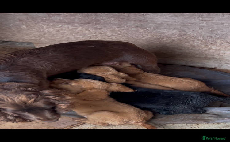Cocker Spaniel dogs - Advert 10