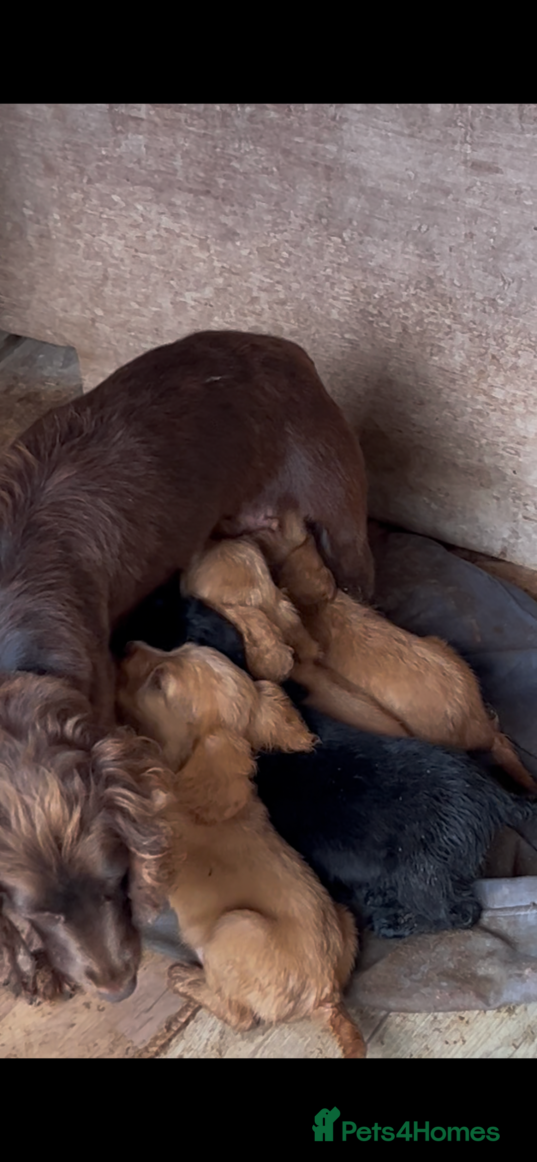 Cocker Spaniel dogs for sale: Gorgeous working Cocker Spaniel puppies - Image 1