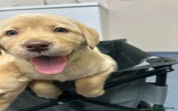 Labrador Retriever dogs for sale: Pure breed Labrador Retrievers puppies  - Image 12