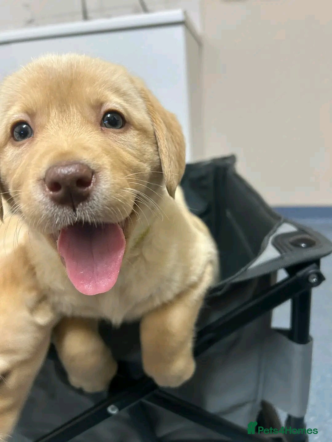 Labrador Retriever dogs for sale: Pure breed Labrador Retrievers puppies  - Image 12