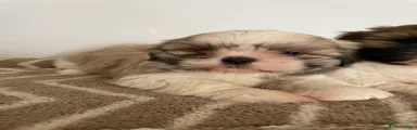Shih Tzu 4