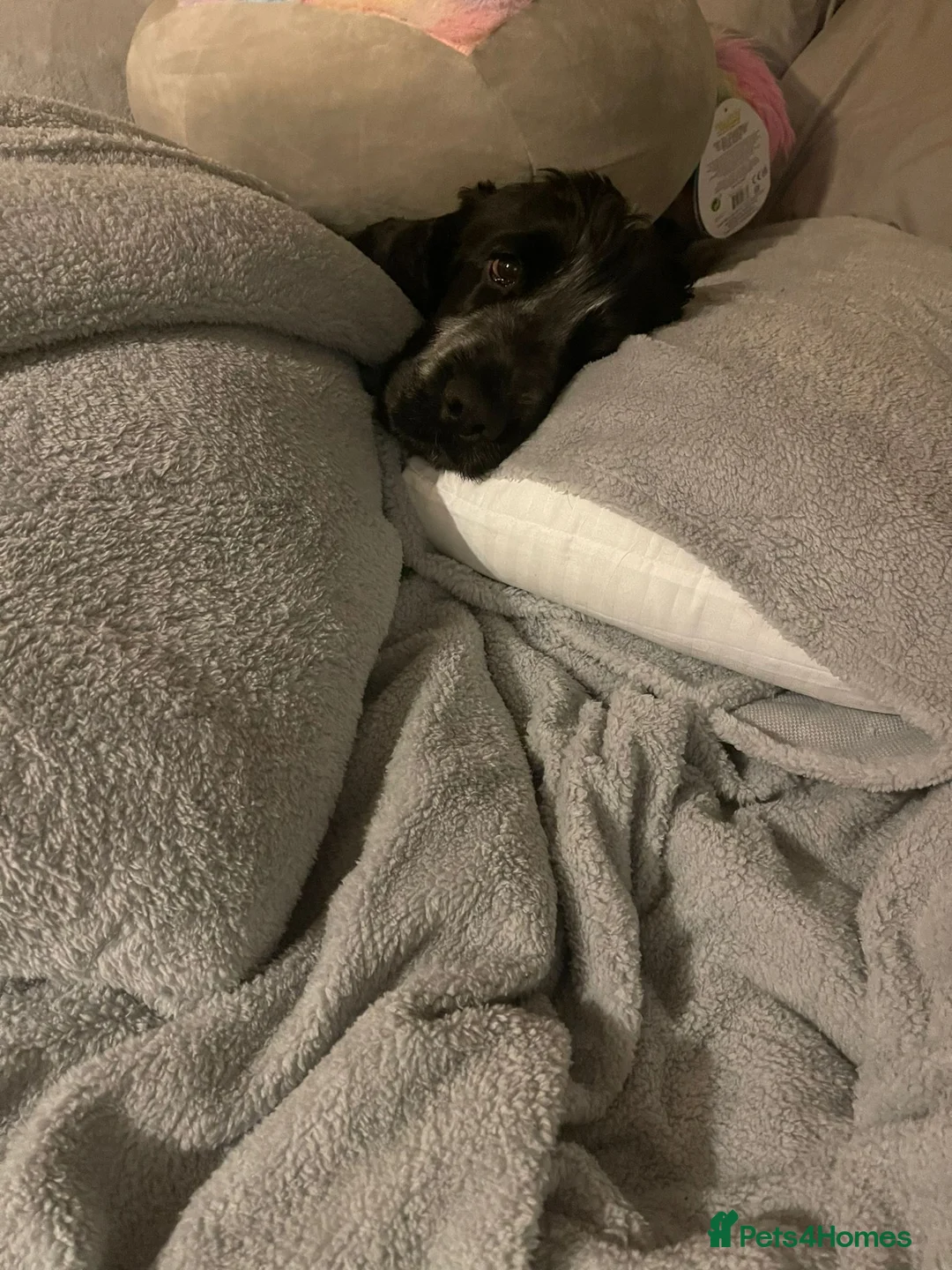 Cocker Spaniel dogs for stud: *FOR STUD ONLY* KC BLUE ROAN SHOW COCKER BOY in Wirral - Advert 4