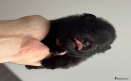 Pomeranian dogs for sale: Four adorable fluffy Pomeranian puppie - Image 5