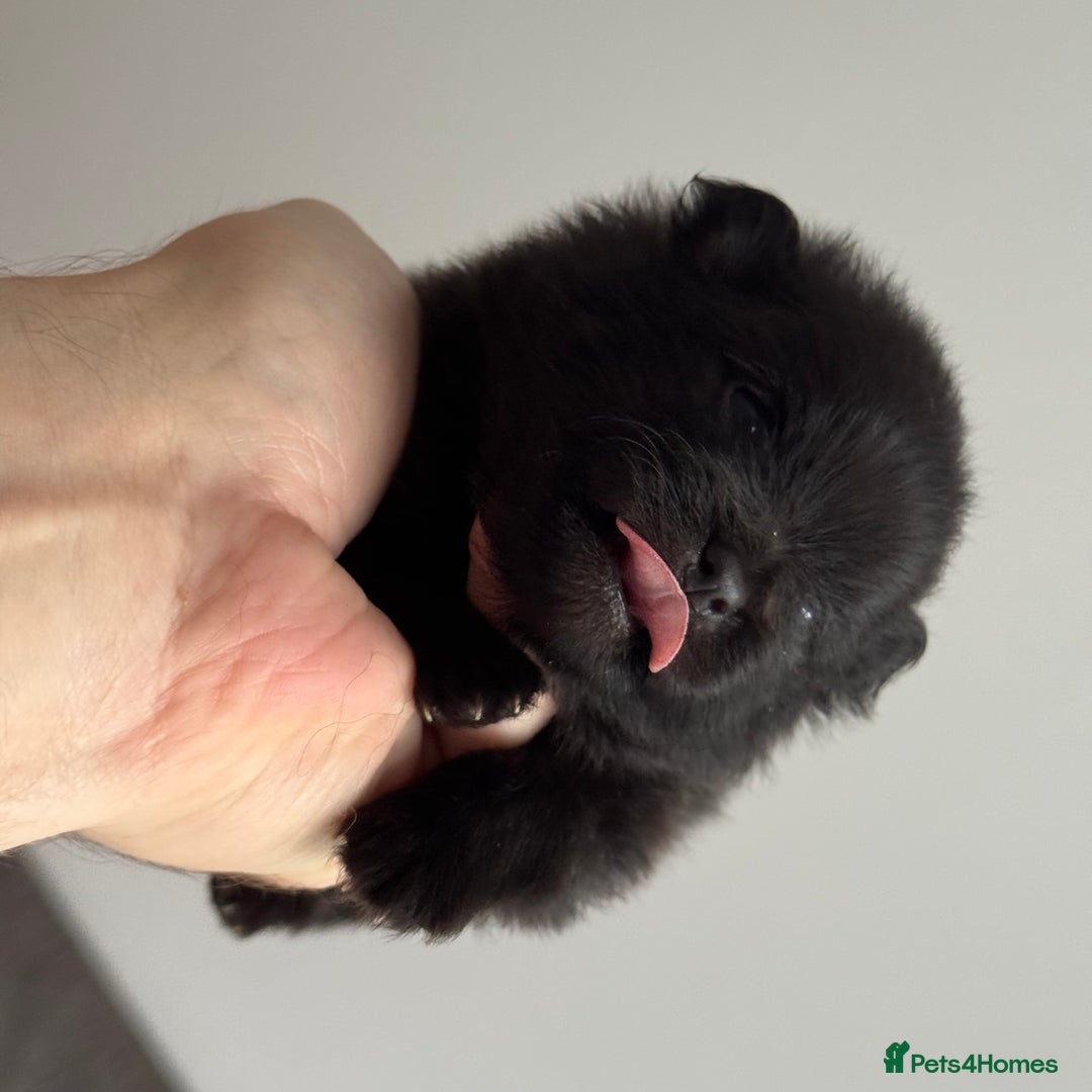 Pomeranian dogs for sale: Four adorable fluffy Pomeranian puppie - Image 5