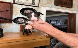 English Bull Terrier dogs for sale: English bulterrier puppies  - Image 5
