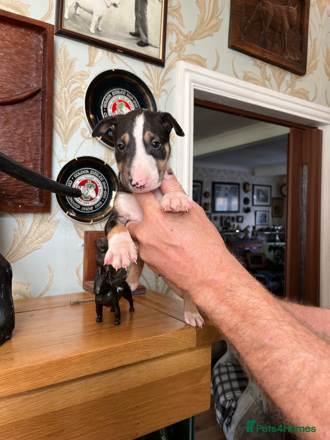 English Bull Terrier dogs for sale: English bulterrier puppies  - Image 5