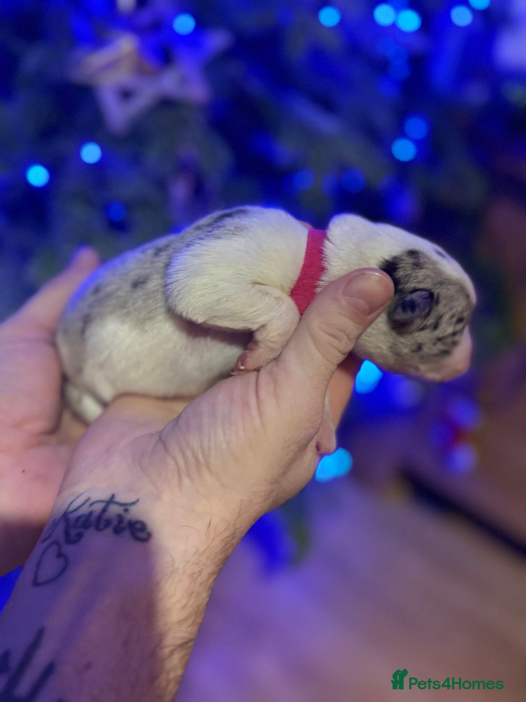 Border Collie dogs for sale: Family-Raised Border Collie Pups - Advert 21