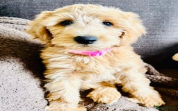 Labradoodle dogs for sale:  Adorable 🥰 Miniature Labradoodle Puppies F2B  - Image 29