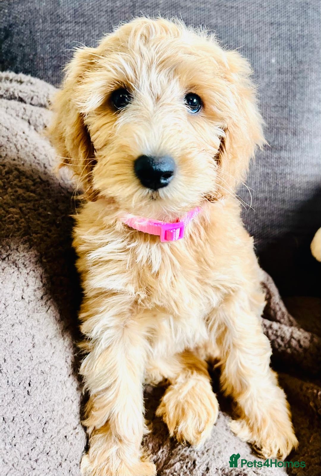 Labradoodle dogs for sale:  Adorable 🥰 Miniature Labradoodle Puppies F2B  - Image 29