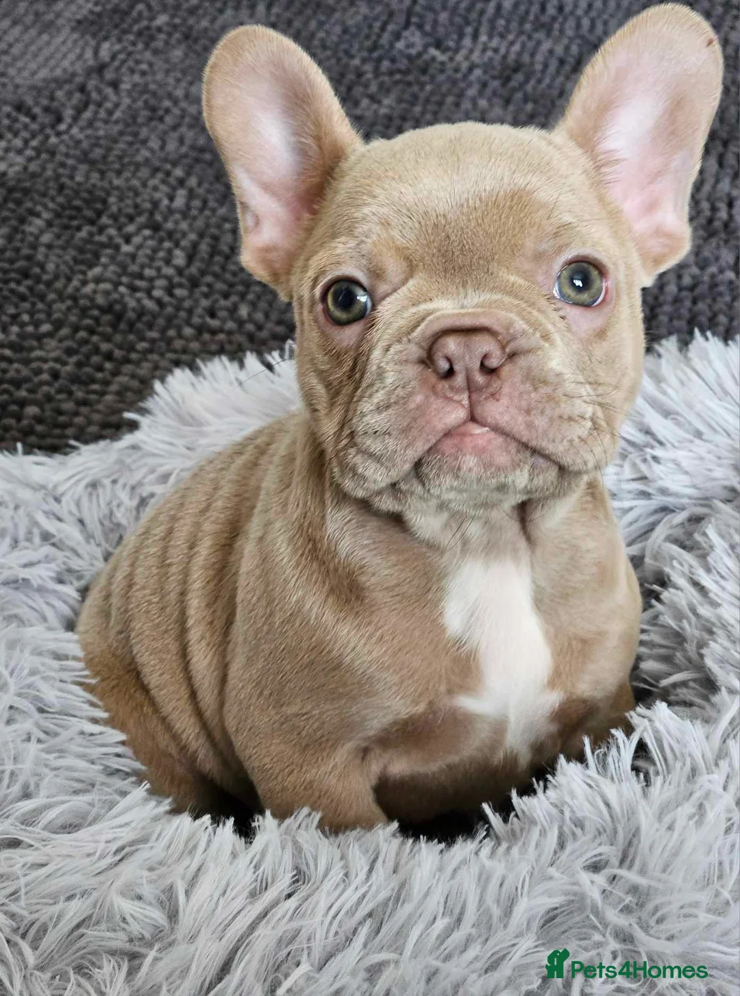 French Bulldog dogs for stud: Tiny 8kg Isabella and tan quad  - Advert 37