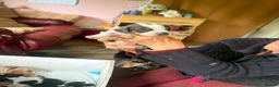 Dachshund dogs for sale: Minature dachshund pups  in Glenrothes - Advert 9