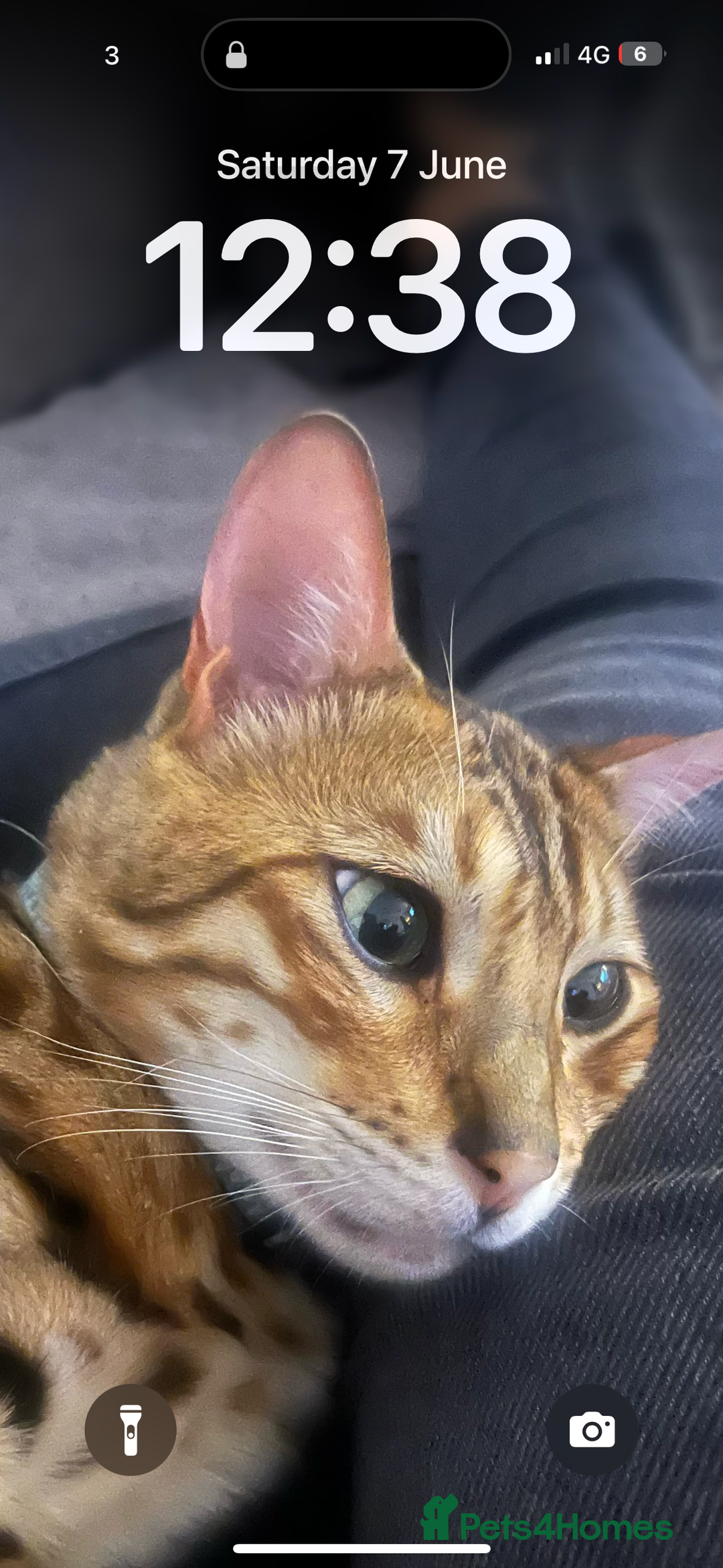 Bengal cats for sale: Friendliest bengal you will ever meet - Image 3
