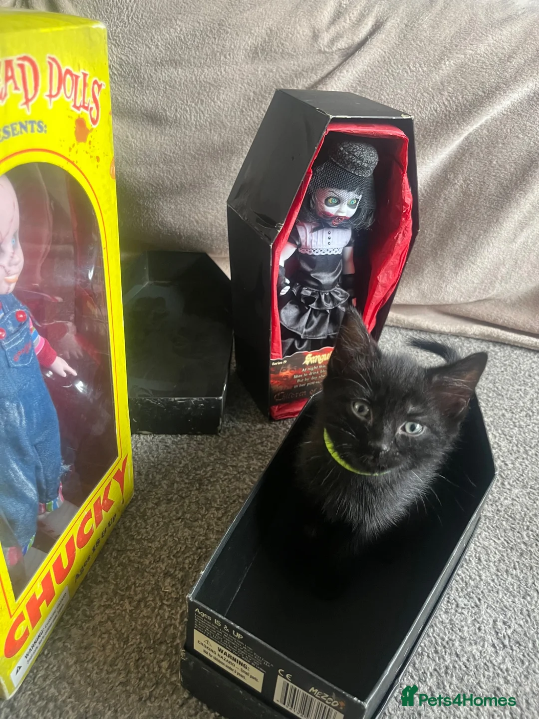 Mixed Breed cats for sale: Kittens  - Advert 2