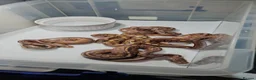 Python Snake reptiles for sale: Ultramel proven breeder male - Advert 3