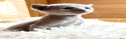 Russian Blue cats for sale: *TOP* Quality TICA Pedigree Russian Blue Kittens - Advert 2