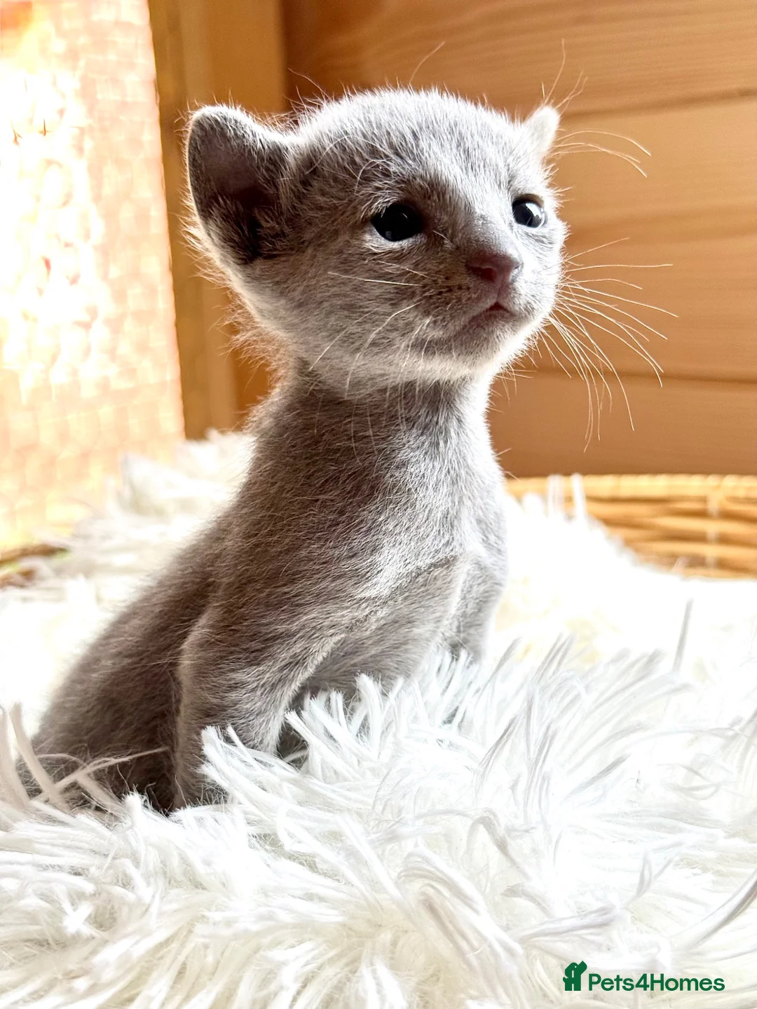Russian Blue cats for sale: *TOP* Quality TICA Pedigree Russian Blue Kittens - Advert 2