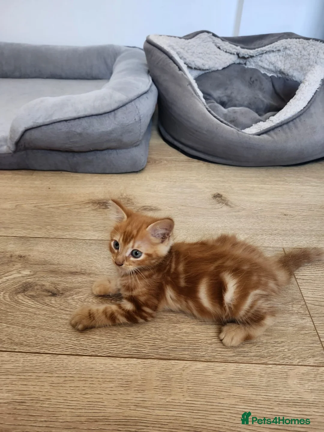 Mixed Breed cats for sale: Lovely kittens  - Advert 2