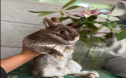 Netherland Dwarf rabbits for sale: pedigree Netherland dwarf Doe 1y0 free roam in Harrow - Image 7