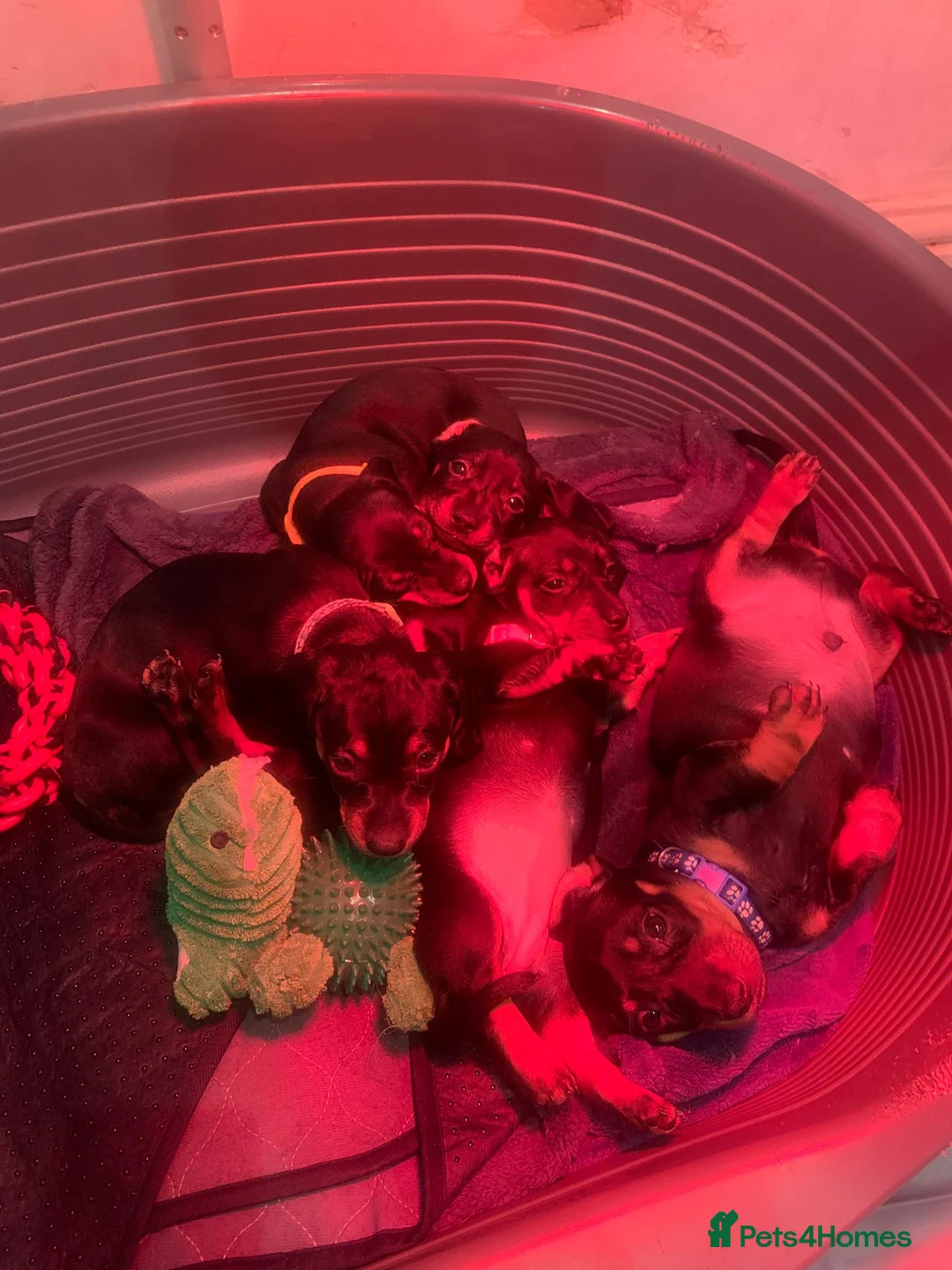 Dachshund dogs for sale: Gorgeous Black and Tan daxie puppies  - Advert 2