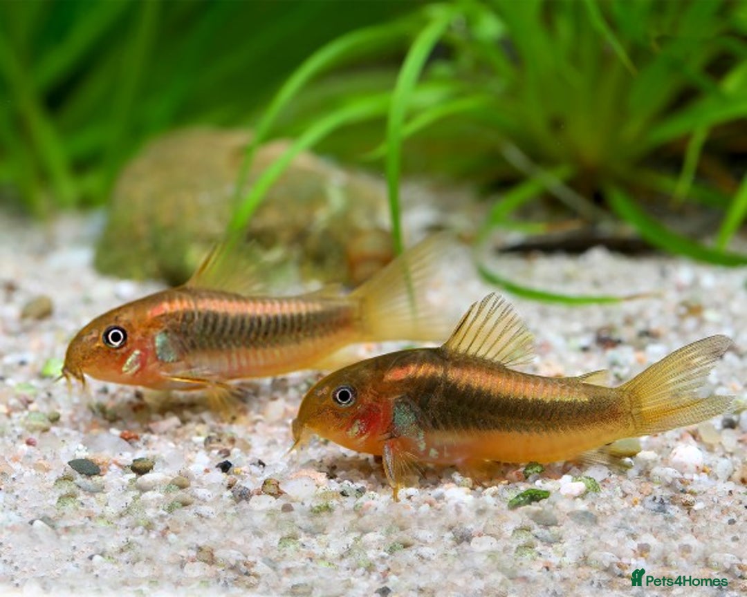 Corys fish for sale: Various species of Corydoras. Adult breeding pairs - Advert 16