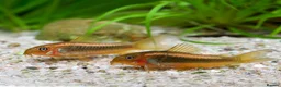 Corys fish for sale: Various species of Corydoras. Adult breeding pairs - Advert 16