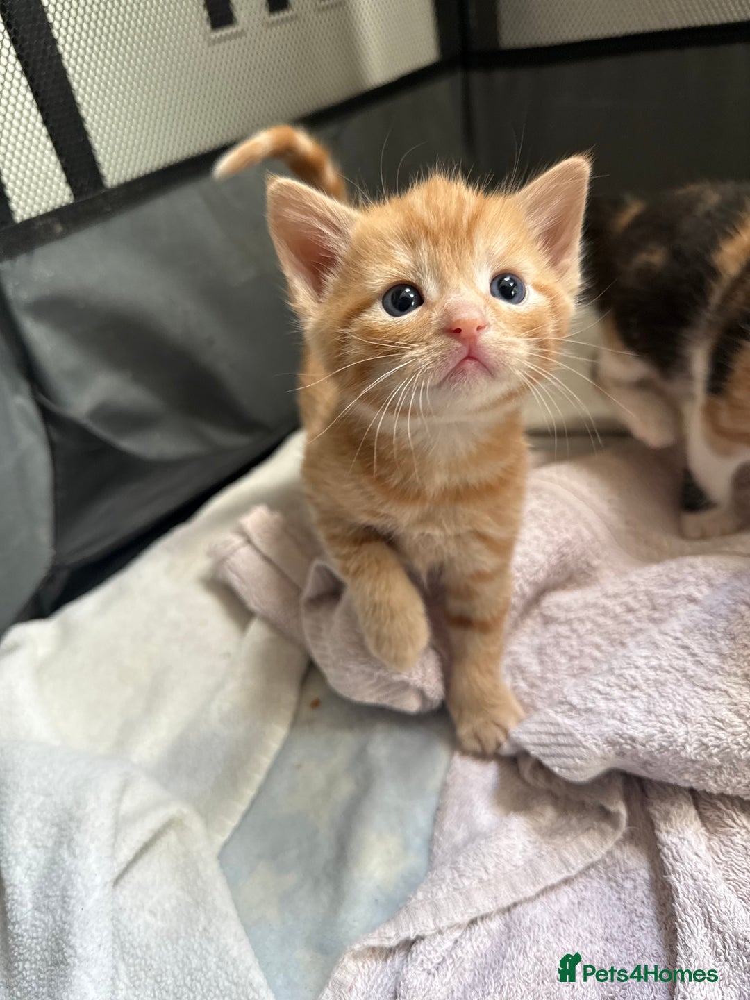 Mixed Breed cats for sale: Ginger stripped Male kitten  - Image 8