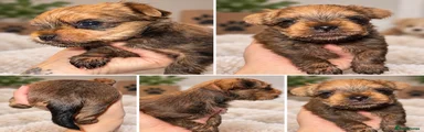 Yorkshire Terrier 1