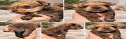 Yorkshire Terrier dogs for sale: RARE GoldDust  **  Yorkshire Terries  in Swindon - Advert 3