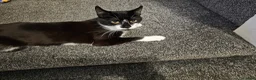 Mixed Breed cats for sale: £25 - Beautiful Cat, Lovely Temperment - Advert 4