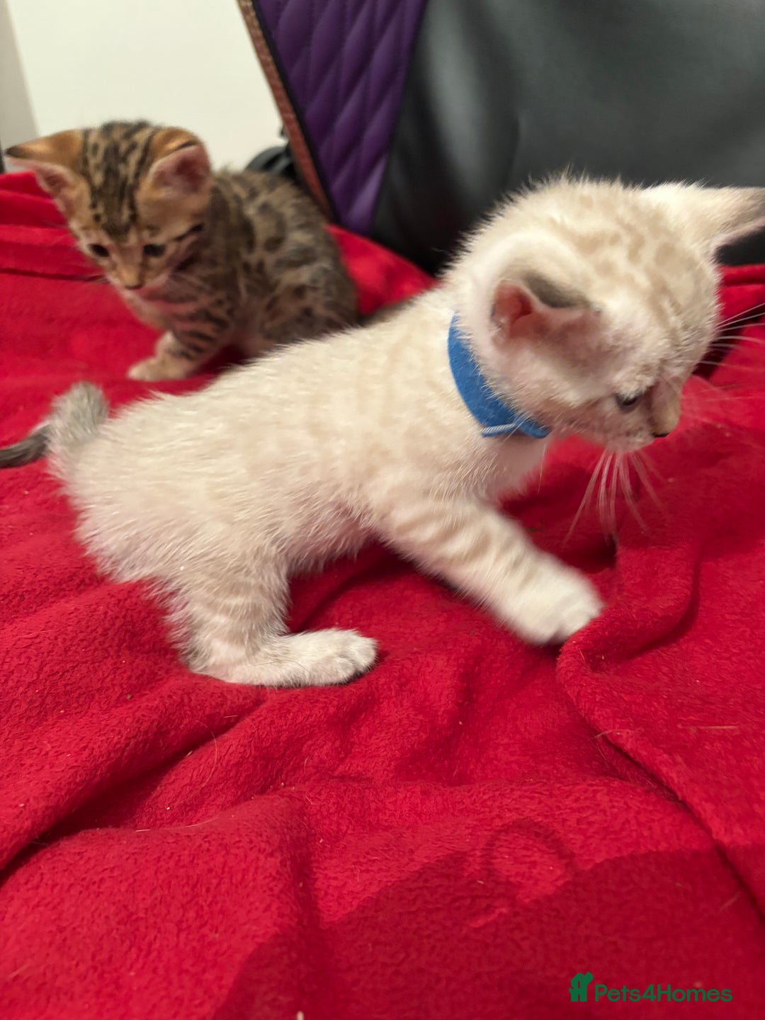 Bengal cats for sale: Adorable snow Bengals. - Image 4
