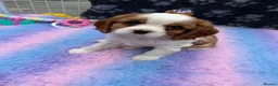 Cavalier King Charles Spaniel dogs for sale: Extensively Health Tested Cavilier King Charles - Advert 12