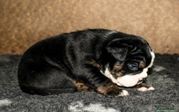 Olde English Bulldogge dogs for sale: Olde English Bulldog puppies - Image 14