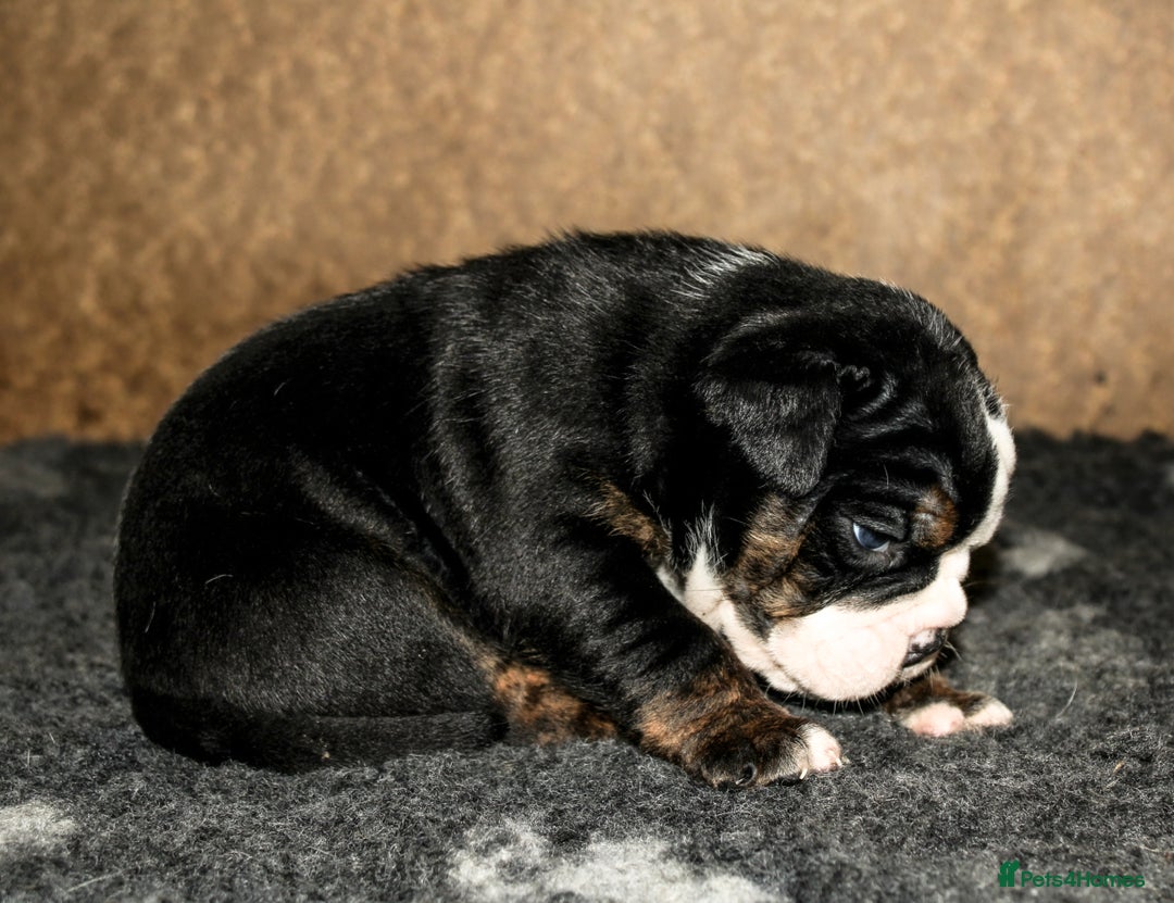 Olde English Bulldogge dogs for sale: Olde English Bulldog puppies - Image 14