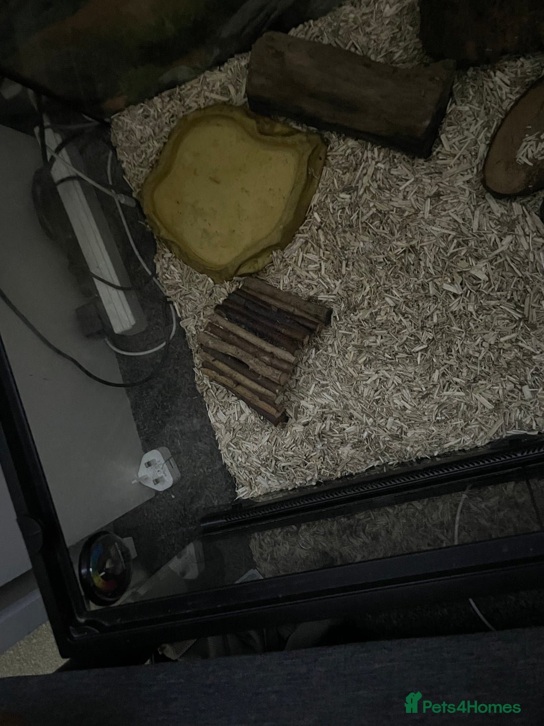 Python Snake reptiles for sale: Royal Python with tank - Image 3