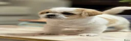 Shih Tzu dogs for sale: Gorgeous tiny imperial shih Tzu girl - Advert 7
