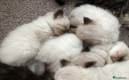 Ragdoll cats for sale: Adorable Ragdoll Kittens - Image 14