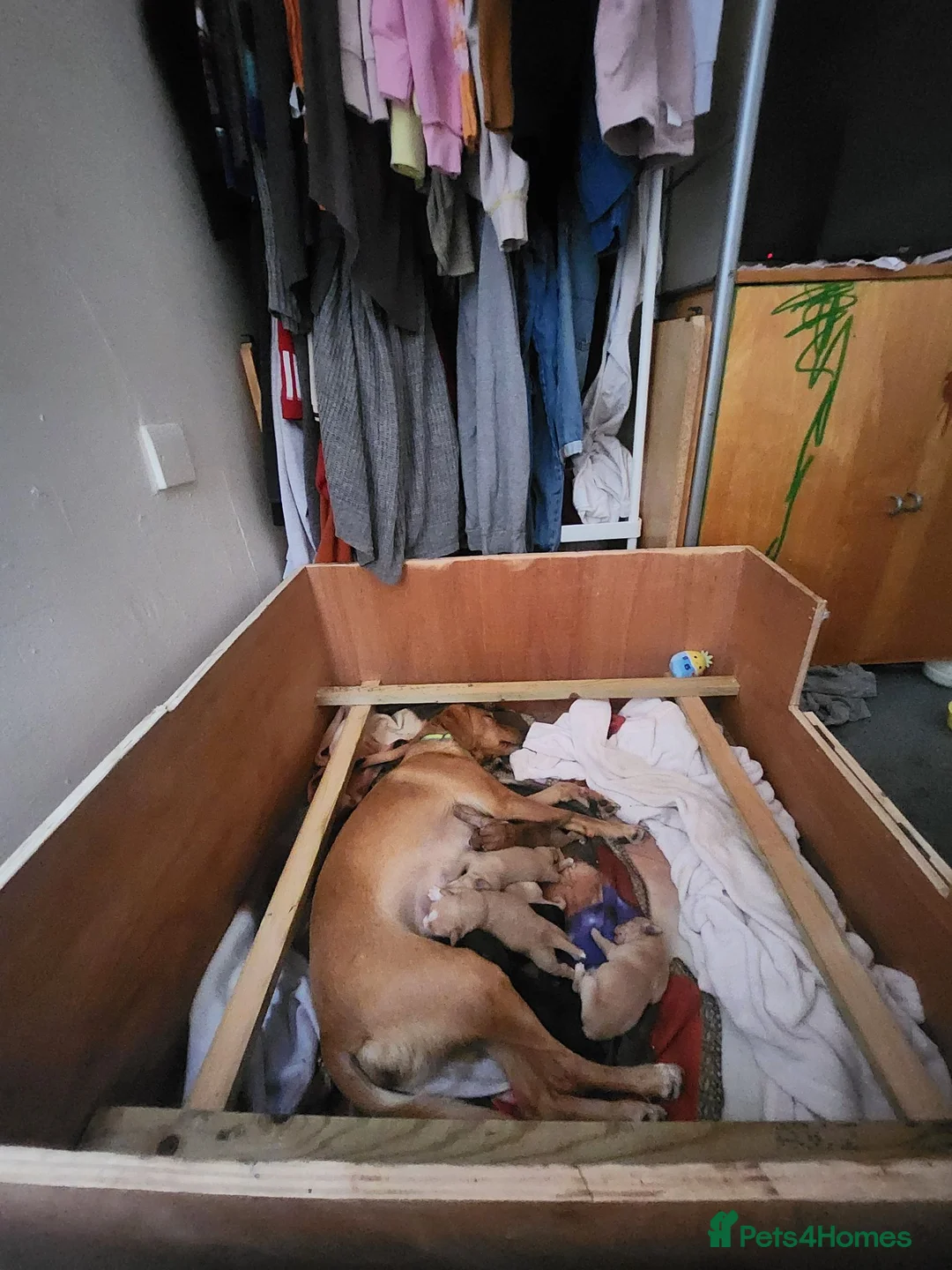 Mixed Breed dogs for sale: Pointer cross with Patterdale  - Advert 9