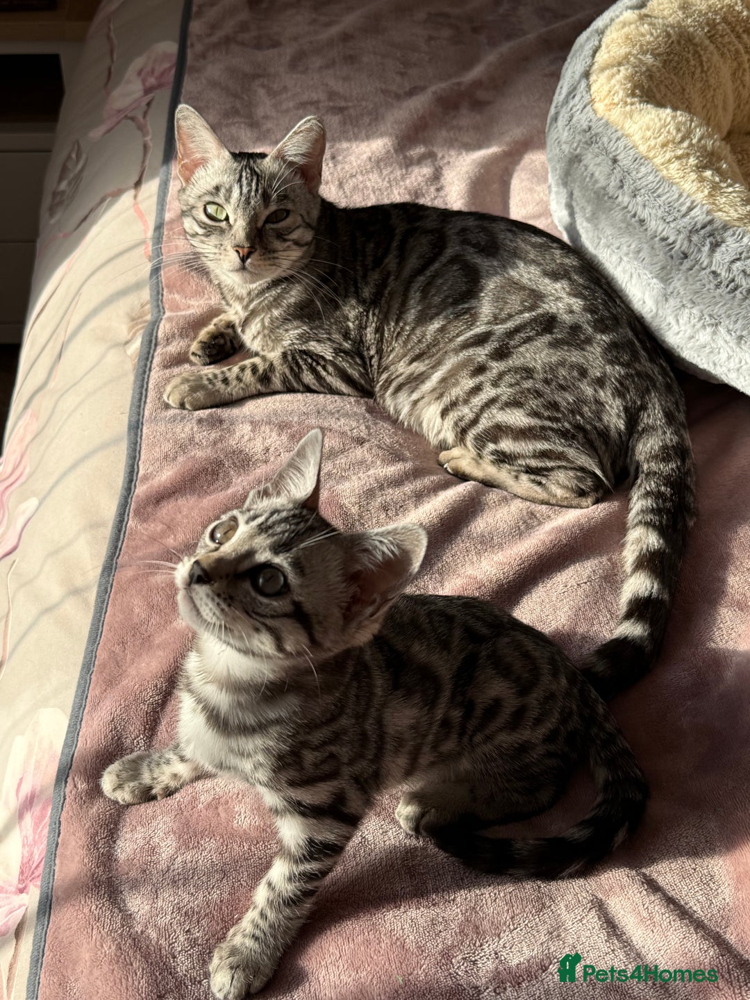 Bengal cats for sale: ⭐️Divine silver black spotted tabby bengal ⭐️ - Advert 4