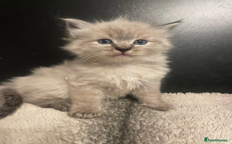 Ragdoll cats Lnyx male Ragdoll’s ready soon  - Advert 1