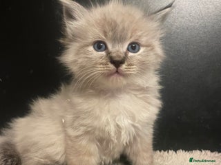 Ragdoll cats LAST CHUNKY BEAR MALE RAGDOlL LNYX STUNNING - Advert 3