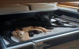 Labrador Retriever dogs for sale: Top Class Working Labrador pups. special pedigree - Image 4
