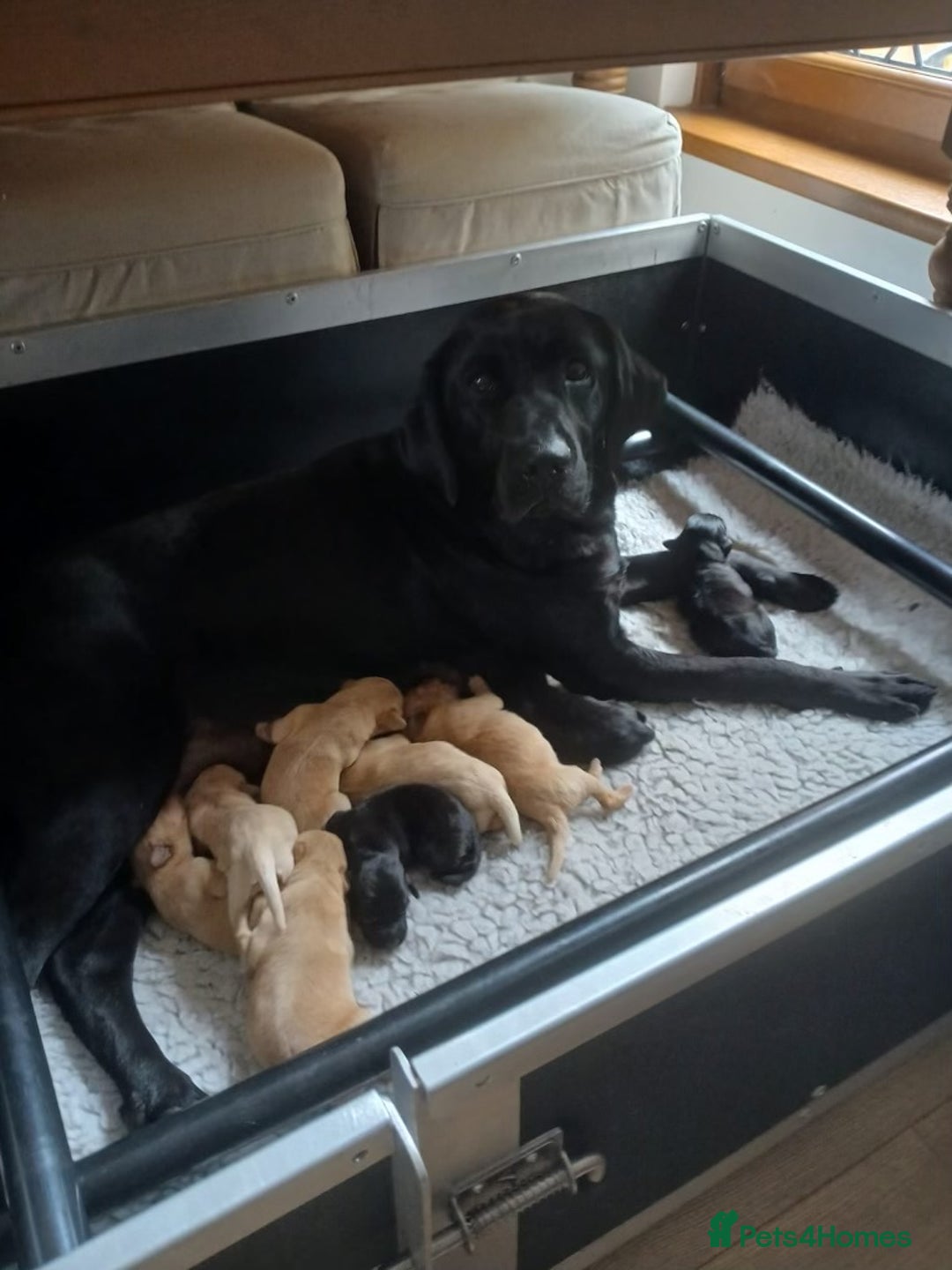 Labrador Retriever dogs for sale: Top Class Working Labrador pups. special pedigree - Image 4